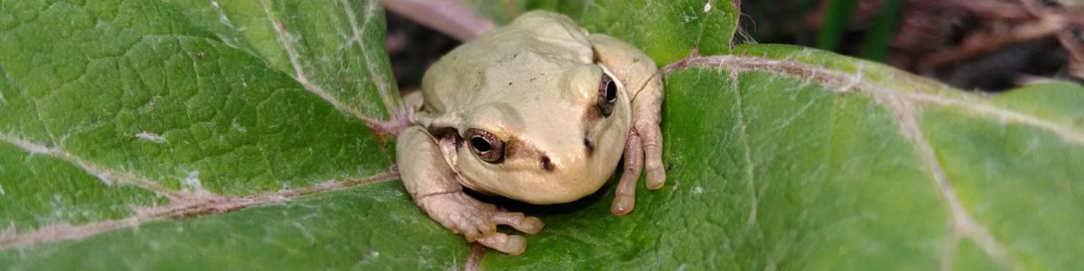 nature of hokkaido_frog